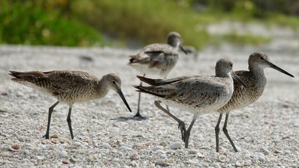 Verschiedene Seevögel an Strand und Meer