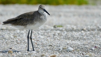 Verschiedene Seevögel an Strand und Meer