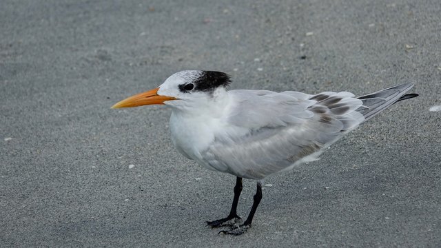 Verschiedene Seev&ouml;gel an Strand und Meer