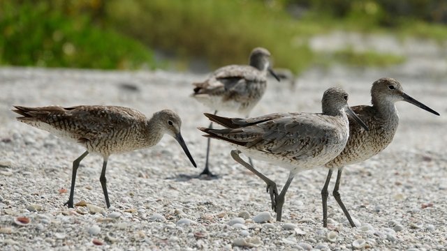 Verschiedene Seev&ouml;gel an Strand und Meer