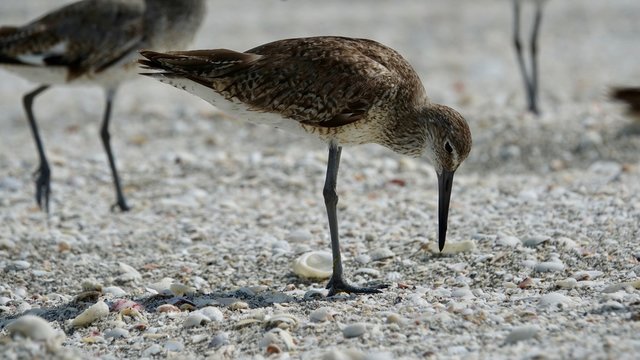 Verschiedene Seev&ouml;gel an Strand und Meer