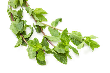 Stalks of the fresh mint closeup on a white background