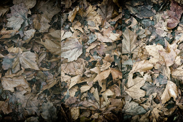 Dirty autumn leaves, natural background for web site or mobile devices