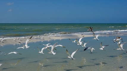 Verschiedene Seevögel an Strand und Meer