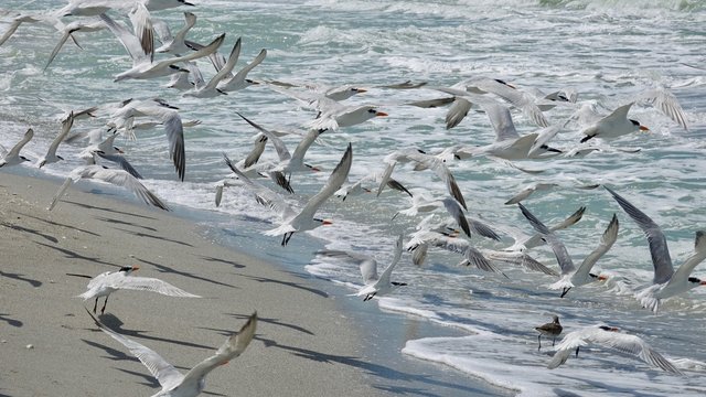 Verschiedene Seev&ouml;gel an Strand und Meer