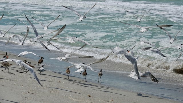 Verschiedene Seev&ouml;gel an Strand und Meer