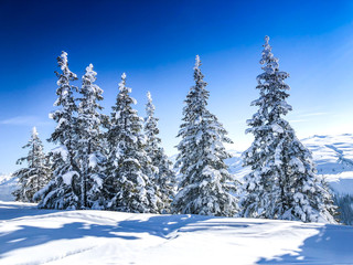 Fototapeta na wymiar Schneebedeckte Bäume in den Alpen