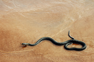 Snake on the sand