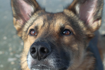 Hunde Portrait