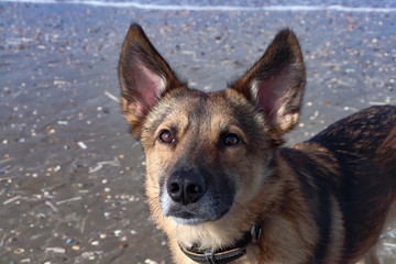 Dog at the beach