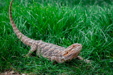 Lizard on the outside lawn