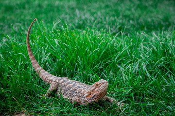 Lizard on the outside lawn