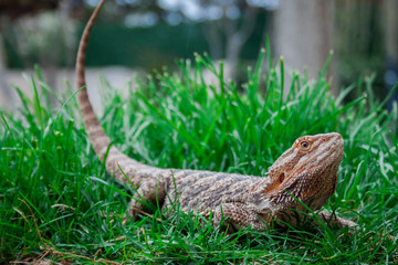 Lizard on the outside lawn