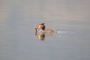 lo svasso ha appena catturato un pesce nel lago
