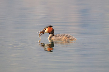 lo svasso ha appena catturato un pesce nel lago