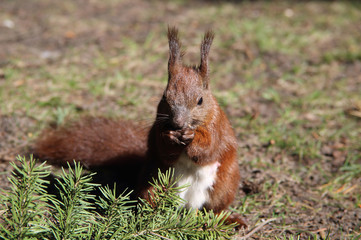 niedliches Eichhörnchen