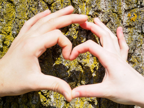 Eine M&auml;nnerhand und eine Frauenhand formen ein Herz vor einem Baum. Nahaufnahme auf H&auml;nde, Liebe, beste Freunde.