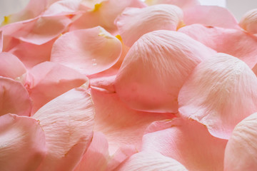 Texture of petals of pink roses