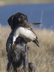A hunting Dog with a Pintail Duck