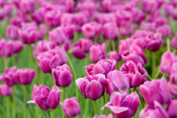 Fototapeta premium Spring flowers nature background.Pink tulip flowers in the garden