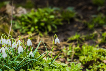 Snowdrops in the Garden