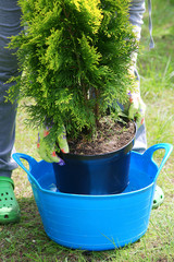 Planting plants step by step / ornamental shrub - irrigation before planting