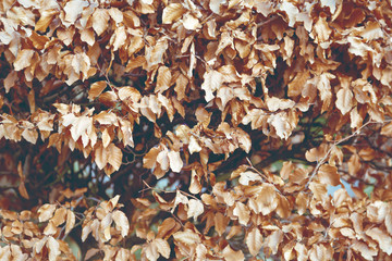 Autumn background. Dried leaves on branches of a tree