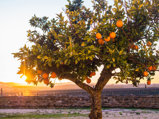 Small orange tree growing in Esporao in Alentejo region, Portugal