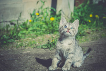 Tabby Kitten Play Outside Retro