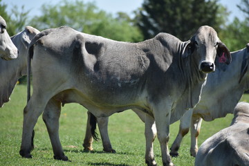 Close up of a big Brahma cow