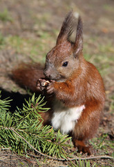 niedliches Eichhörnchen