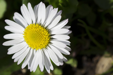 Fototapeta premium Close-up of a small daisy