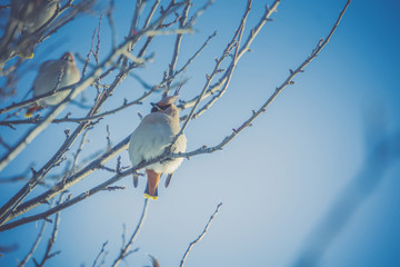 Waxwings on Winter Tree Retro