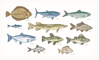 Set of elegant drawings of fish isolated on white background. Bundle of underwater animals or creatures living in sea and ocean. Colorful vector illustration hand drawn in vintage engraving style.