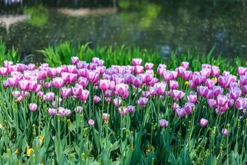 tulip in garden