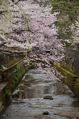 用水路と桜の花