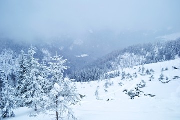mountains forest winter