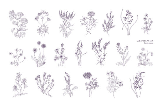 Bundle of detailed botanical drawings of blooming wild flowers. Collection of herbaceous flowering plants hand drawn with contour lines on white background. Elegant monochrome vector illustration.
