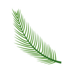 tree palm leaft exotic icon vector illustration design