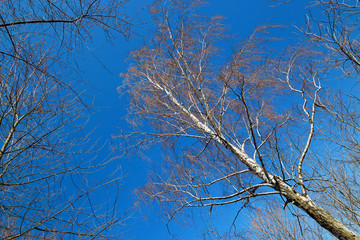 natural background. bare birch on blue sky.