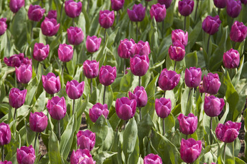 prato di varietà di tulipani parco Sigurtà Valeggio sul Mincio Verona Italia