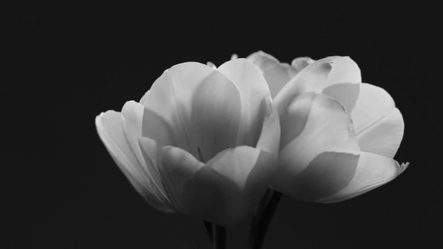 Closeup view of elegant tulips rotating on black background. Monochromatic video footage.