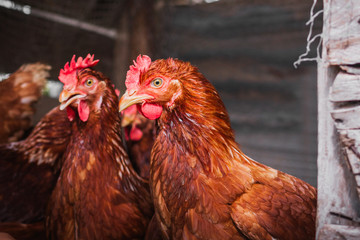 The lifestyle of the farm in the countryside