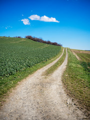 Fototapeta na wymiar Ackerlandschaft mit Weg durch die Felder