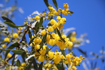 Acacia heterophylla blooming in spring on the island of Malta