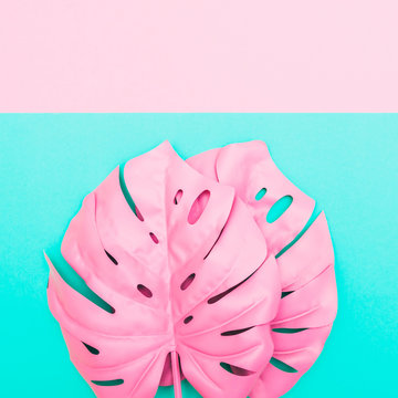 two pink tropical and palm leaves of monstera in vibrant bold color on dual background . Concept art. Minimal surrealism