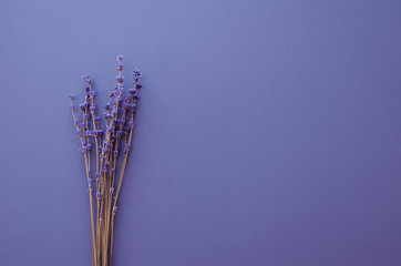 dry natural lavender flowers background