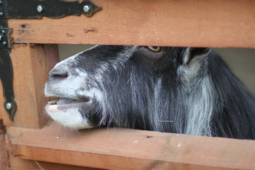 A goat in a mini-zoo at an agritourism farm