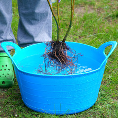 Fototapeta Planting plants step by step / ornamental shrub - root irrigation before planting obraz