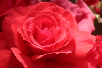 Rose petal of beauty